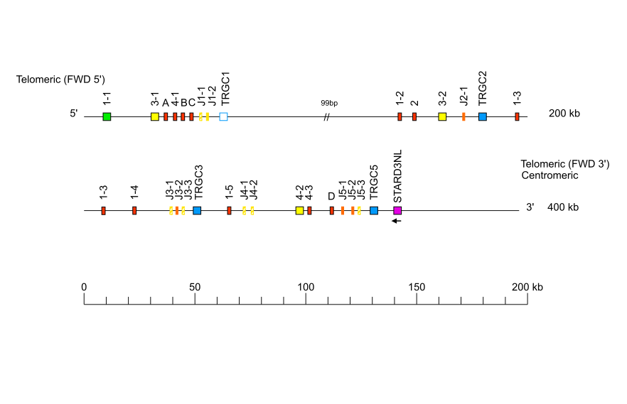 Locus representation Naked mole-rat (<em>Heterocephalus glaber</em>) TRG locus on chromosome 1  assembly Naked mole-rat_maternal